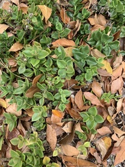 Mesembryanthemum cordifolium