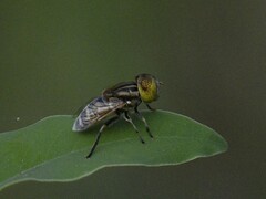 Eristalinus megacephalus