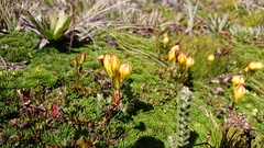 Gentianella hirculus