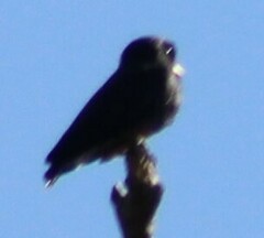 Chelidoptera tenebrosa