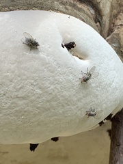 Anthomyia procellaris