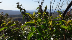 Veronica derwentiana