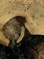 Anthomyia procellaris