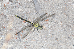 Austrogomphus guerini