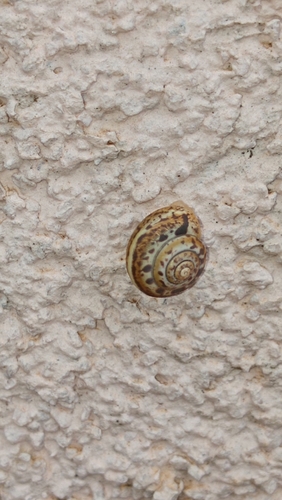 Dalmatinska kartuzijanka (Monacha parumcincta)