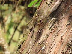 Rhionaeschna marchali