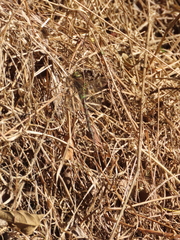 Rhionaeschna marchali