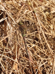 Rhionaeschna marchali