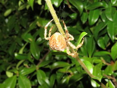 Araneus pallidus