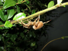 Araneus pallidus
