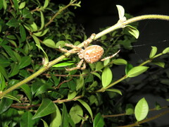 Araneus pallidus