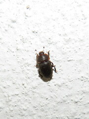 Stelidota geminata