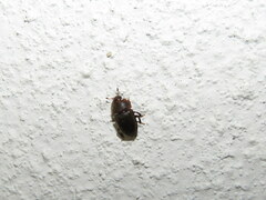 Stelidota geminata