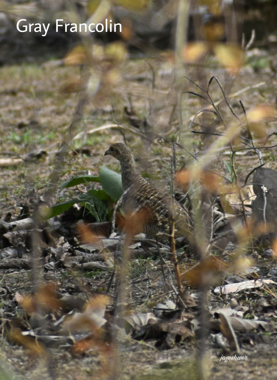 Grey Francolin