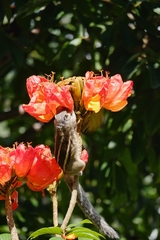 Funambulus palmarum