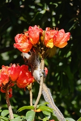 Funambulus palmarum