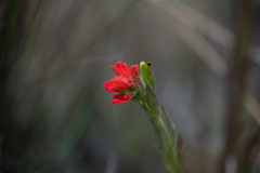Castilleja fissifolia
