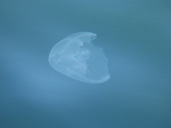 Scyphozoa