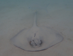 Pastinachus sephen