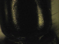 Thyreocephalus orthodoxus