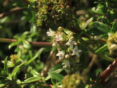 Galianthe bogotensis