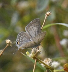 Catochrysops panormus