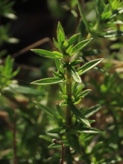 Galianthe bogotensis