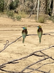 Merops cyanophrys