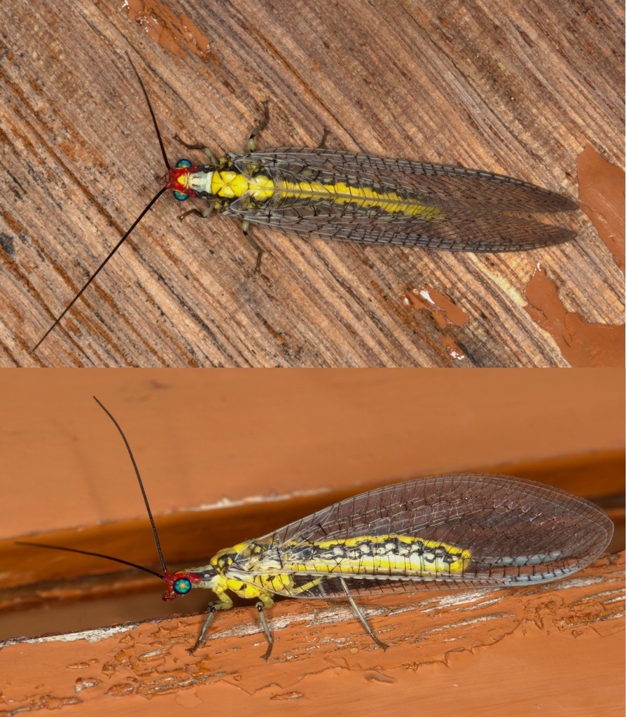 Italochrysa gigantea
