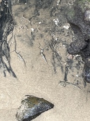 Periophthalmus argentilineatus