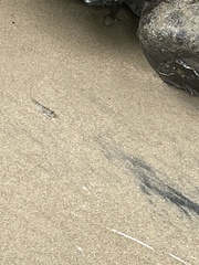 Periophthalmus argentilineatus