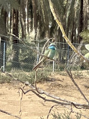 Merops cyanophrys
