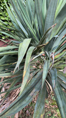 Yucca gloriosa