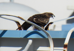 Milvus migrans lineatus