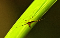 Spilomelinae