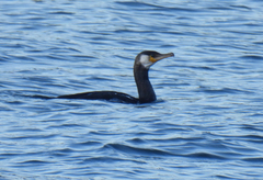 Phalacrocorax capillatus