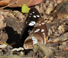 Phaedyma shepherdi