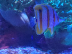 Coradion chrysozonus