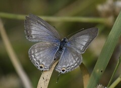 Catochrysops panormus