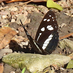 Phaedyma shepherdi