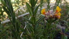 Oxylobium ellipticum