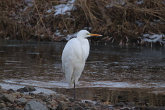Ardea alba alba