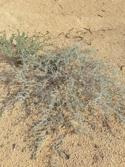 Indigofera intricata