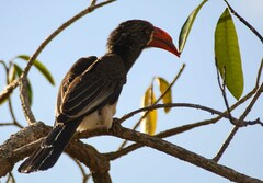 Lophoceros alboterminatus