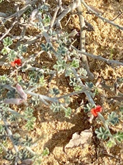Indigofera intricata