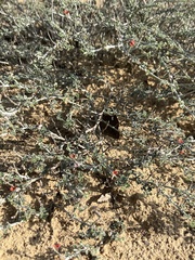 Indigofera intricata