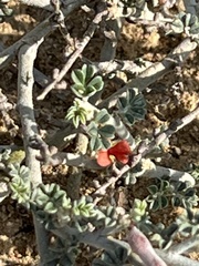 Indigofera intricata