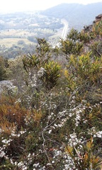 Leptospermum blakelyi