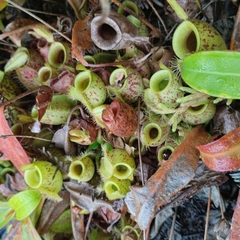 Nepenthes ampullaria