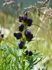 Aconitum tauricum